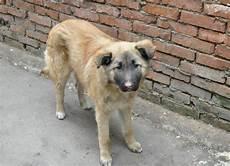 中华田园犬有哪些