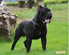 世界大型犬品种大全图片