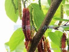桑树苗什么季节种植
