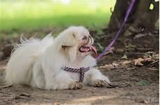 中华田园犬世界排名