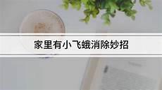 白醋灭小飞蛾窍门